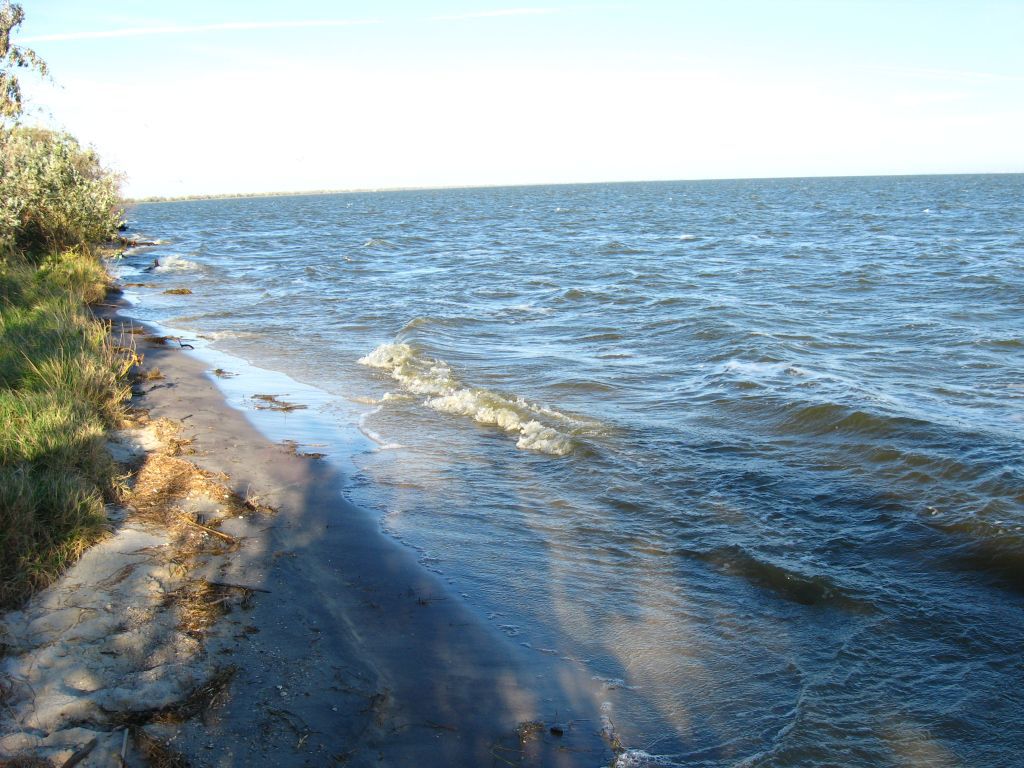 Кусты растут совсем рядом с водой