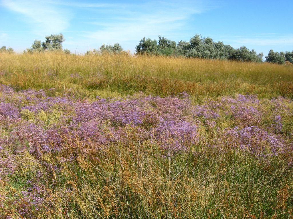 Кинбурнская коса