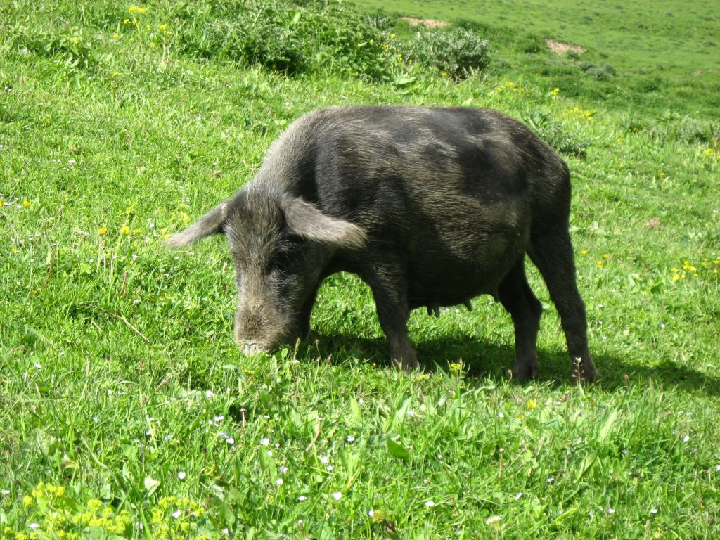 IMG 736 356