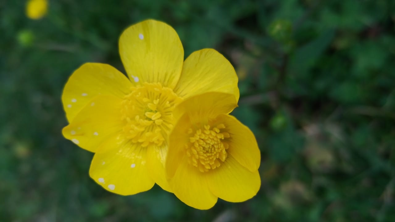 Ranúnculus