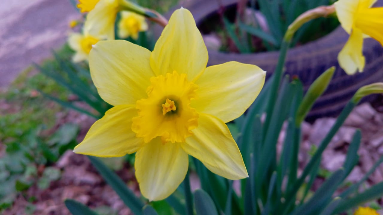 Narcissus pseudonarcissus