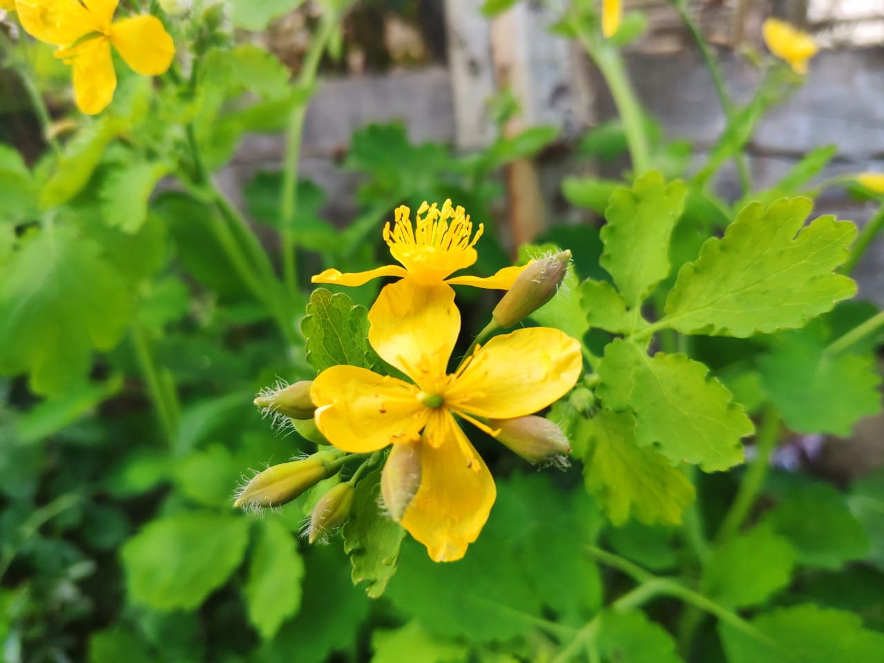 Chelidonium