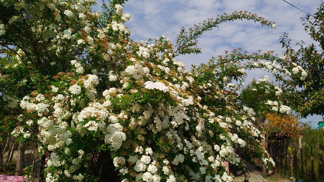 Spiraea