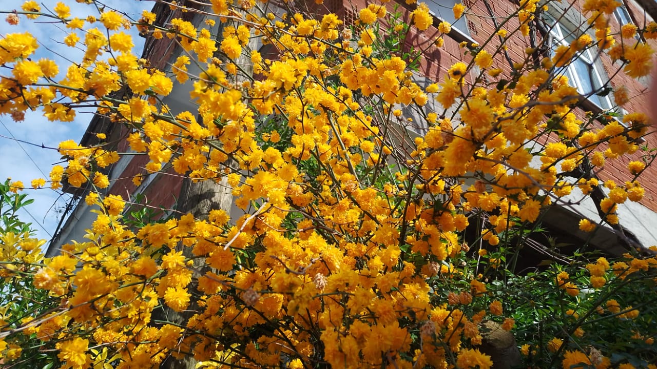 Kerria japonica
