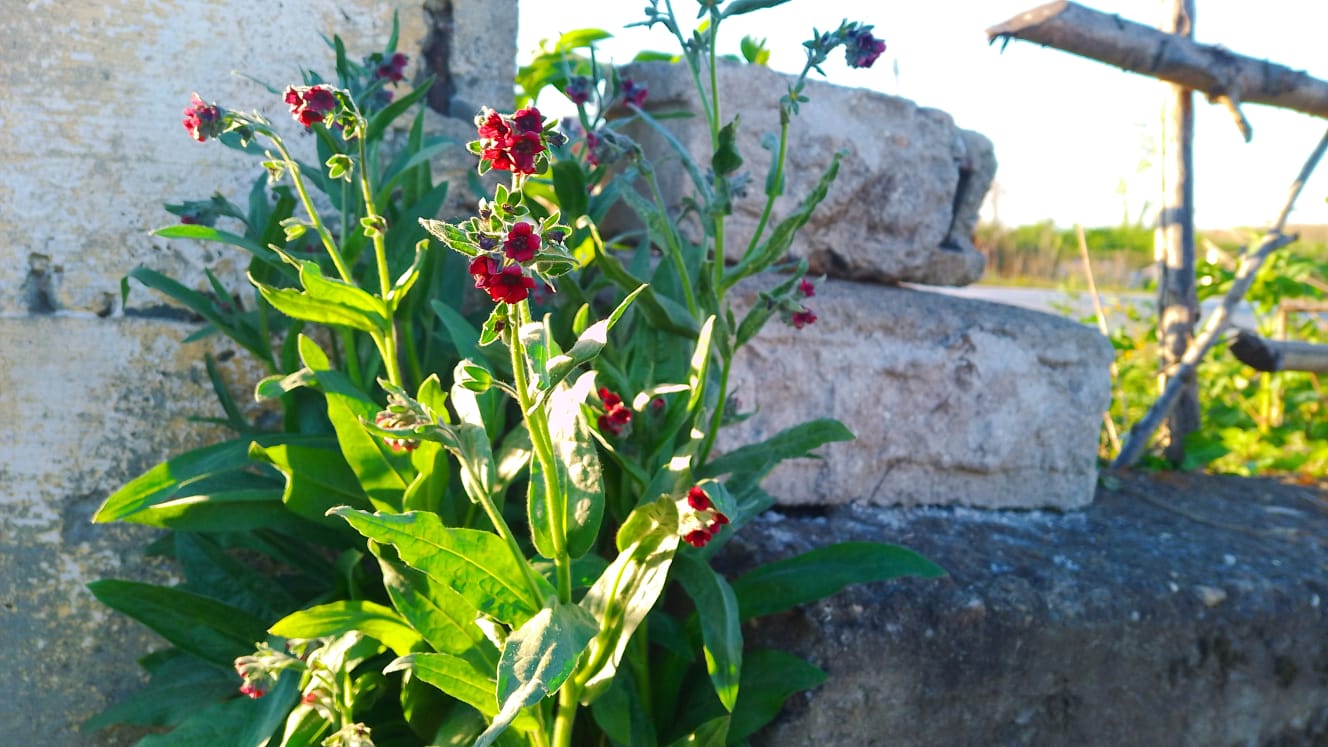 Cynoglóssum officinále
