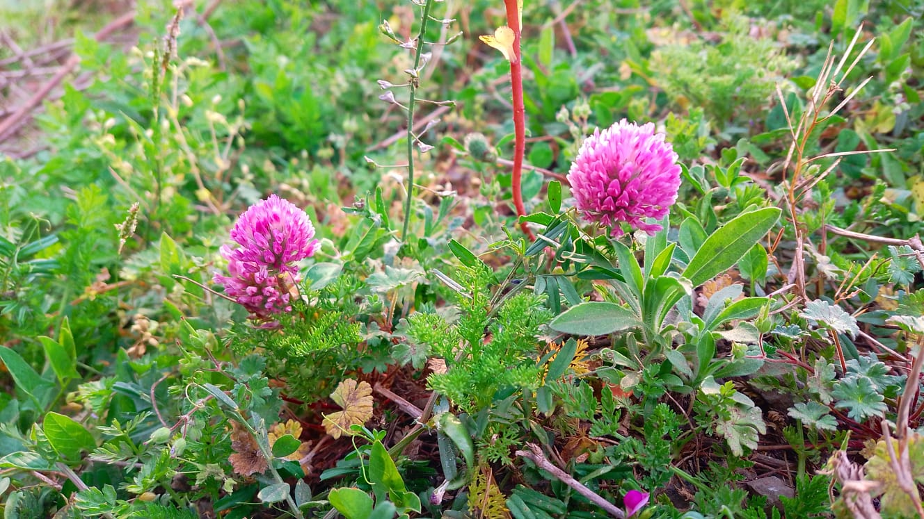Trifolium pratense