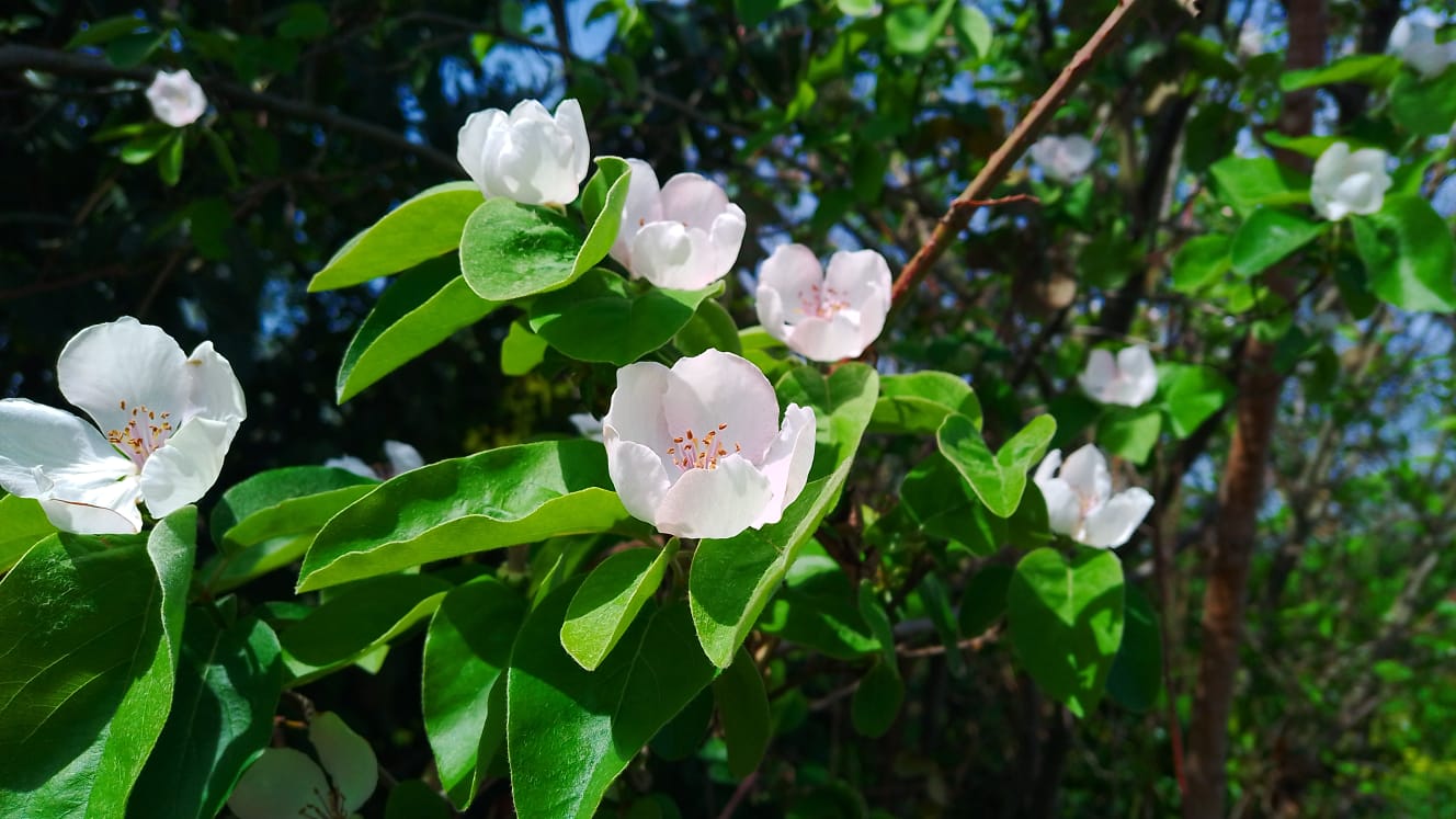 Cydōnia