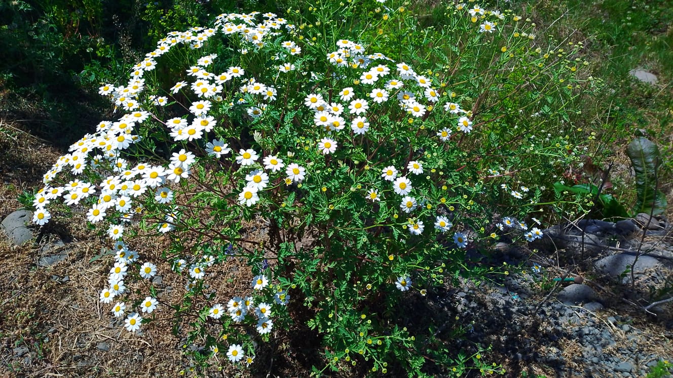 Leucánthemum