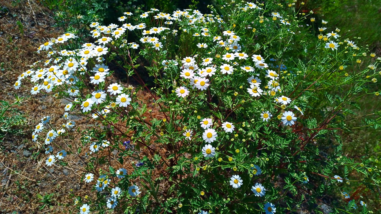 Leucánthemum