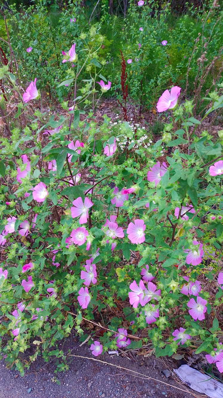 Malva punctata
