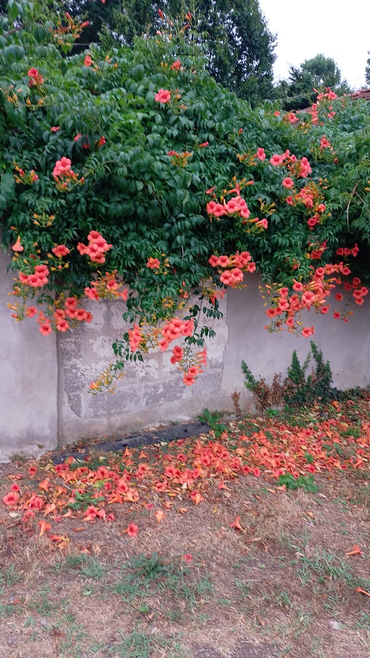 Campsis radicans