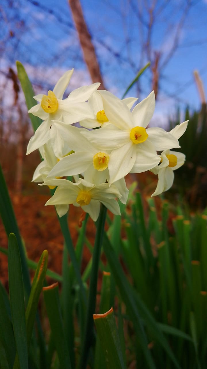 Narcissus