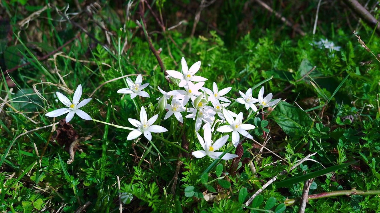 Ornithogalum