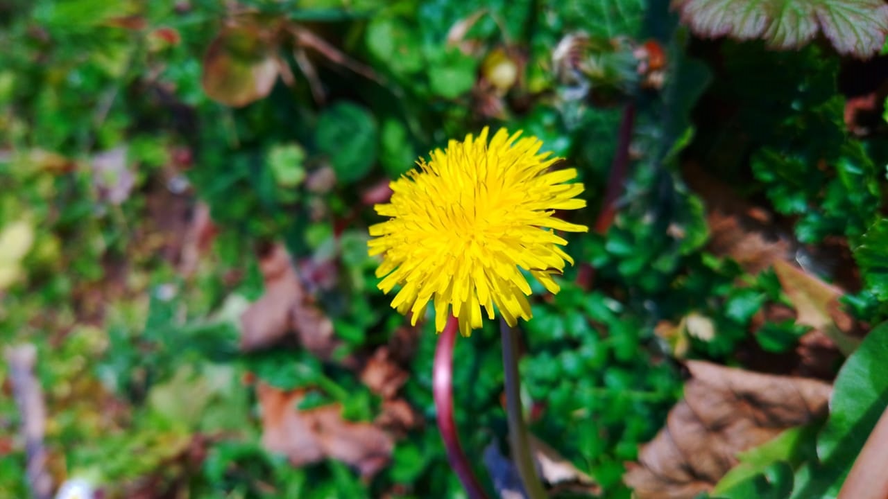 Taraxacum