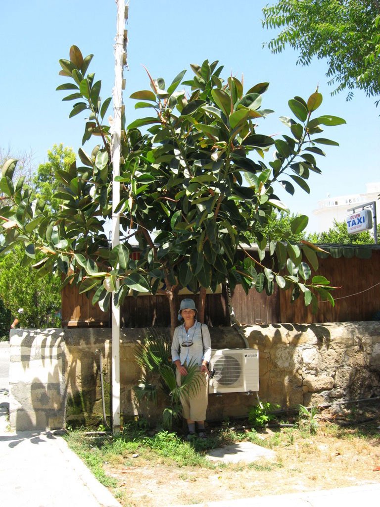 Гирне (Кирения)