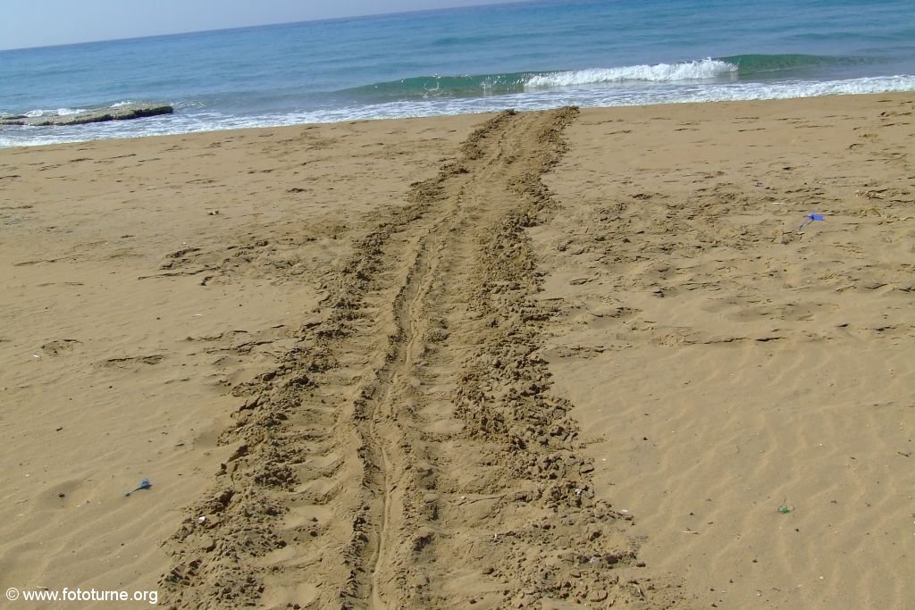 Черепаха Caretta caretta