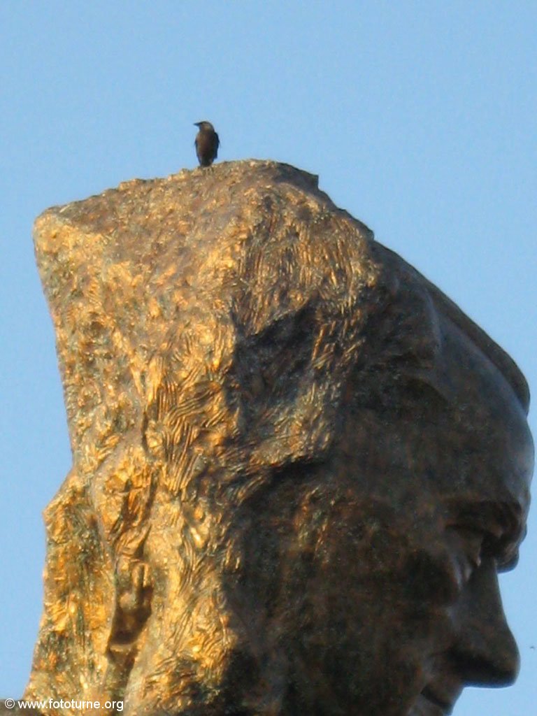 Ворона и голова
