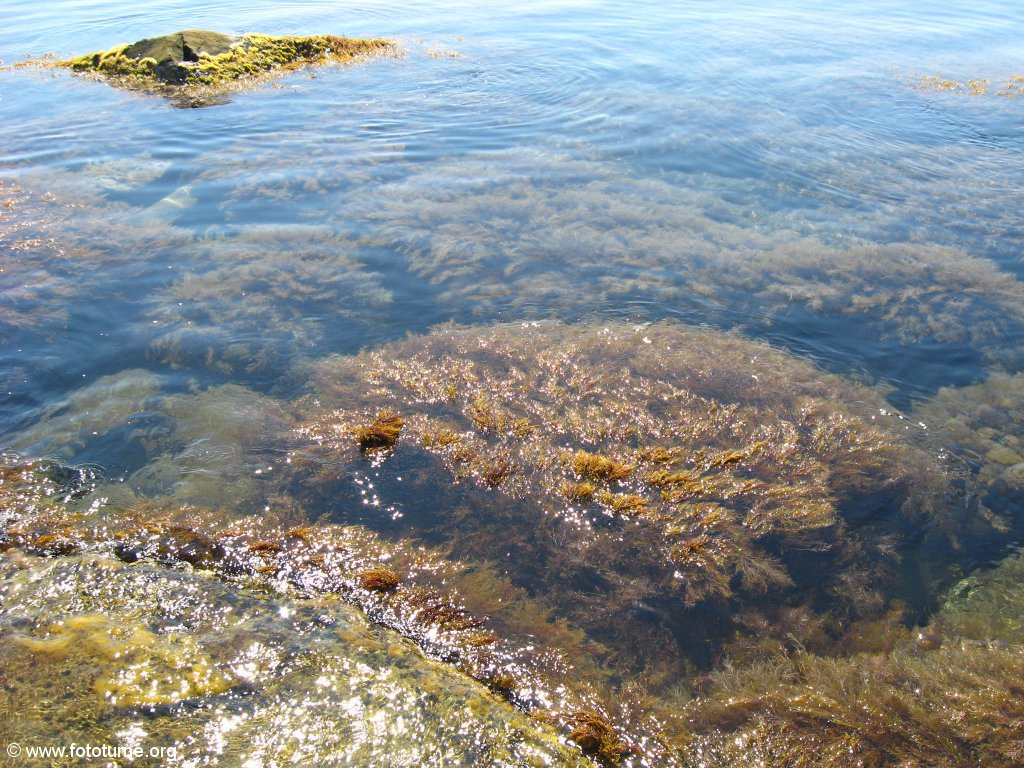 Цветное царство водорослей