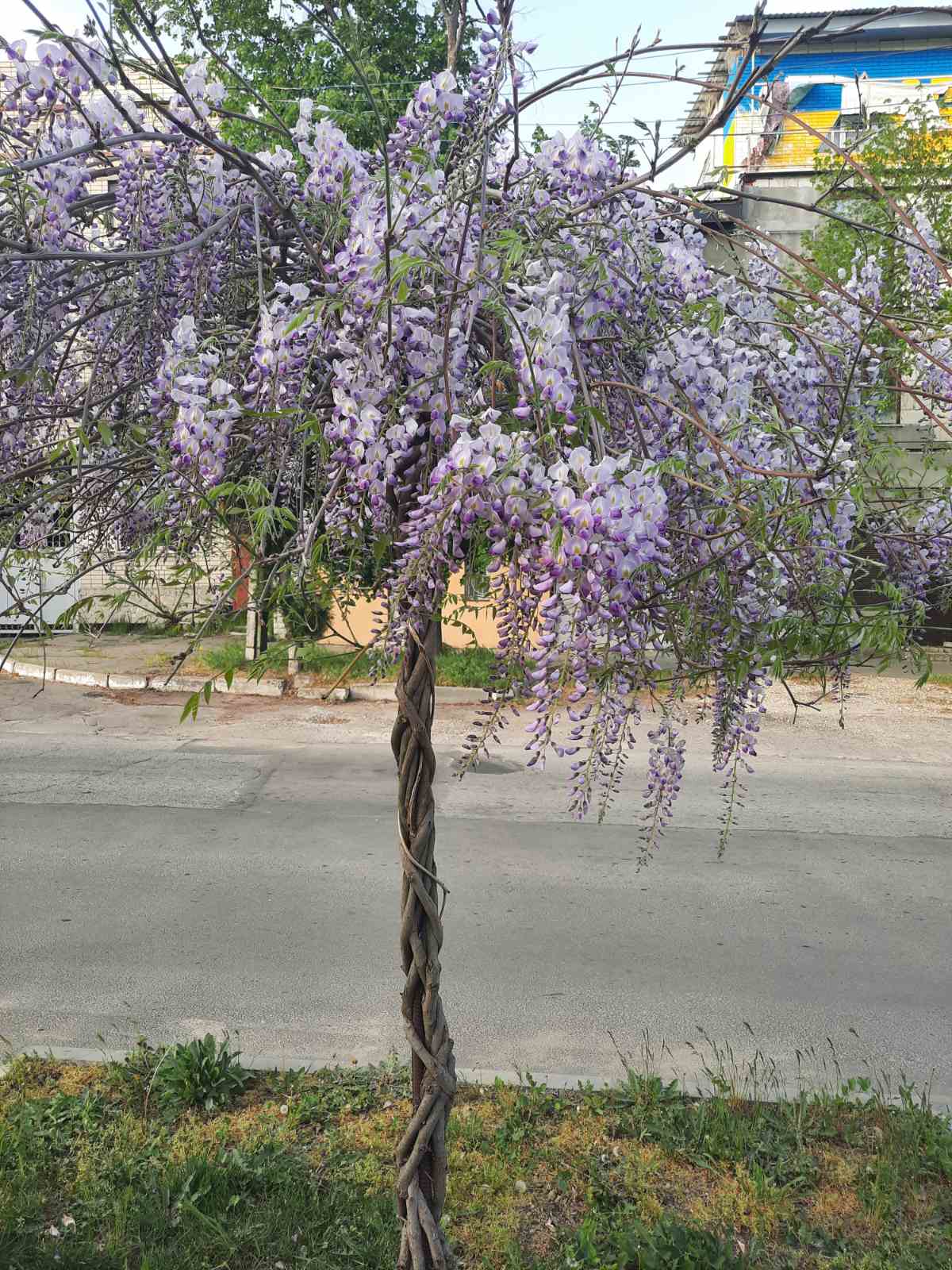 Ґліцинія