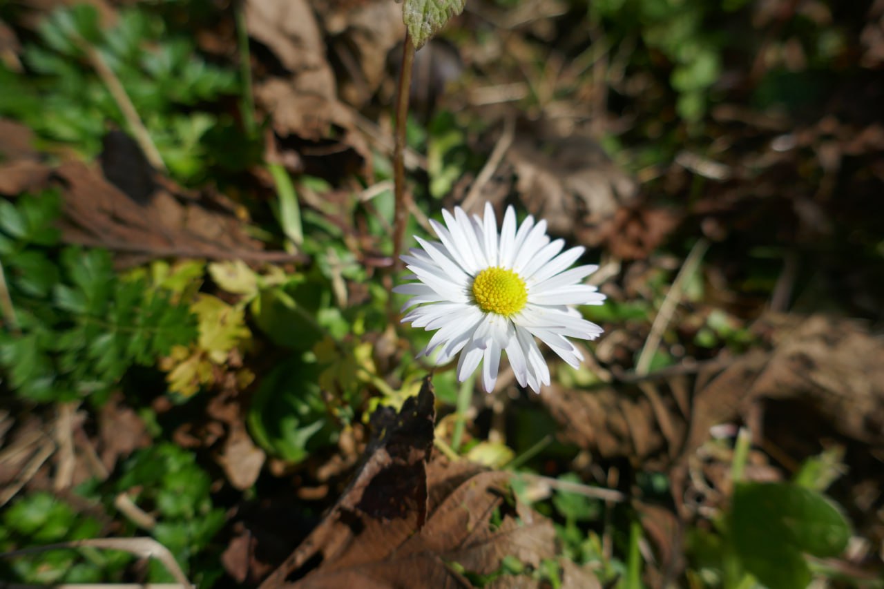 Bellis perénnis