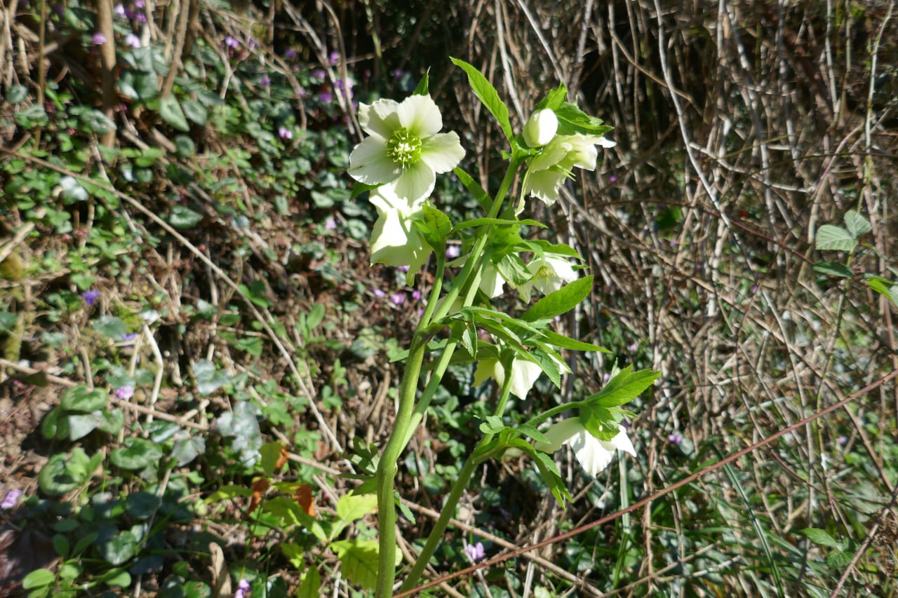 Helleborus