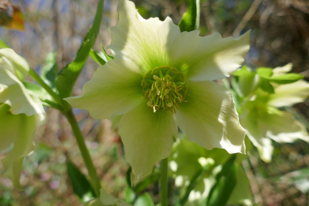 Helleborus / Хеллеборус