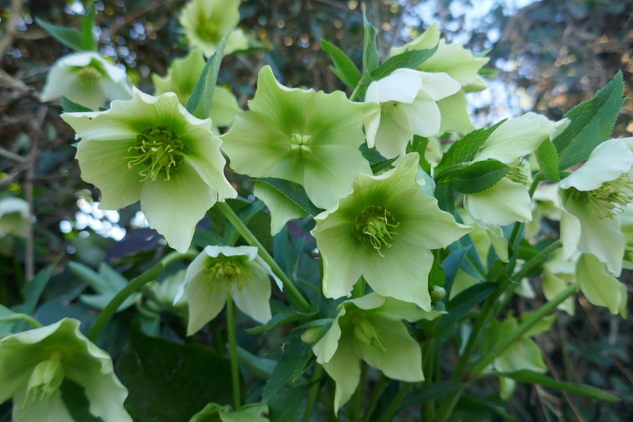 Helleborus / Зимник