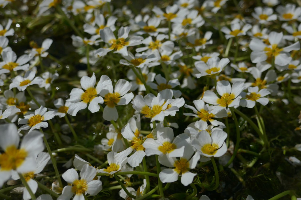 Ranunculus aquatilis