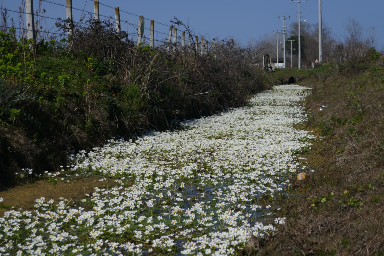 Ranunculus aquatilis