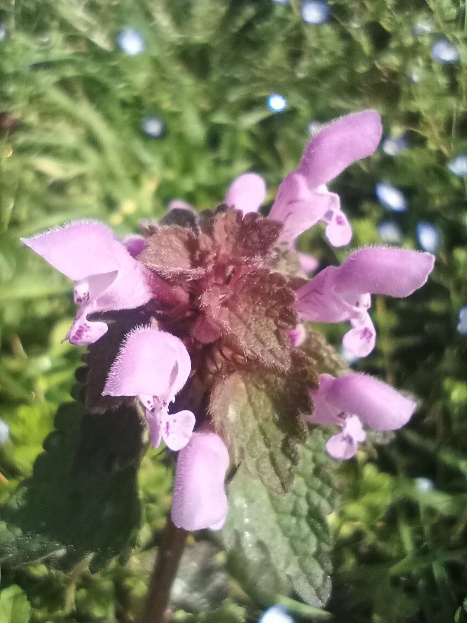 Lámium purpúreum