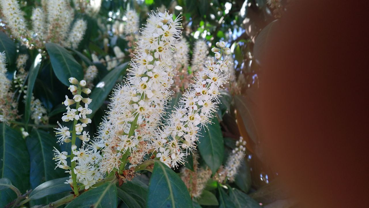 Prúnus laurocérasus