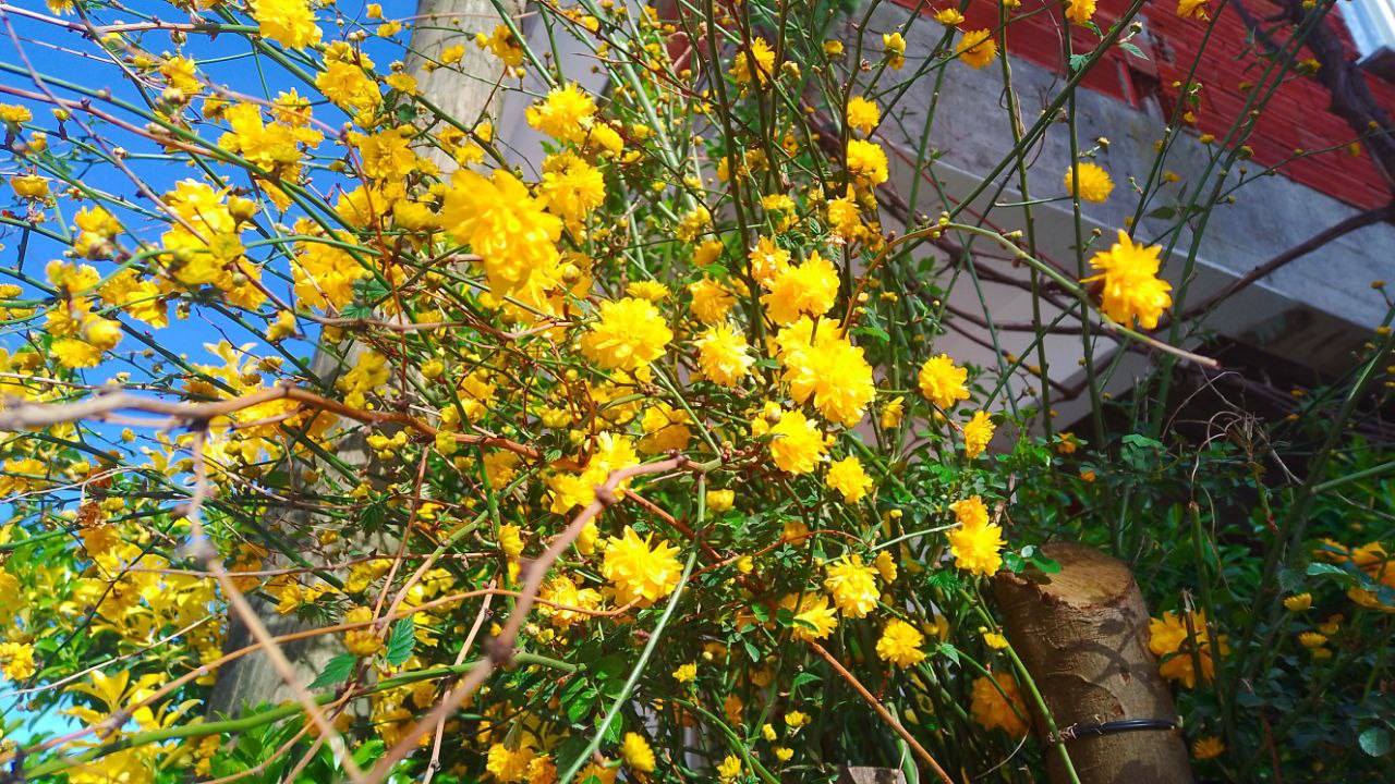 Kerria japonica 'Pleniflora'