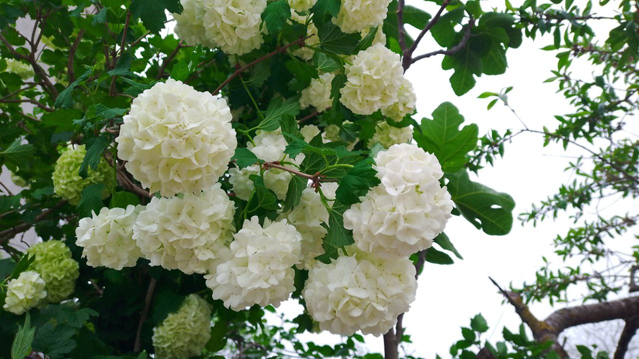 Roseum
