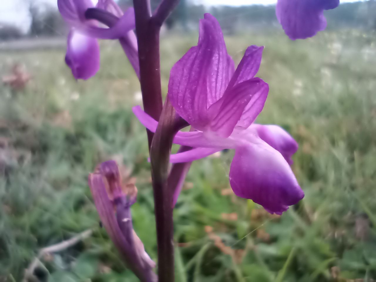 Плодорі́жка боло́тна