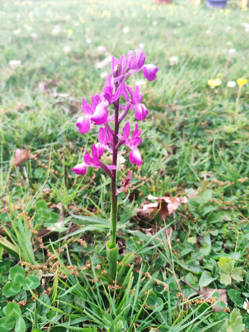 Anacamptis palustris