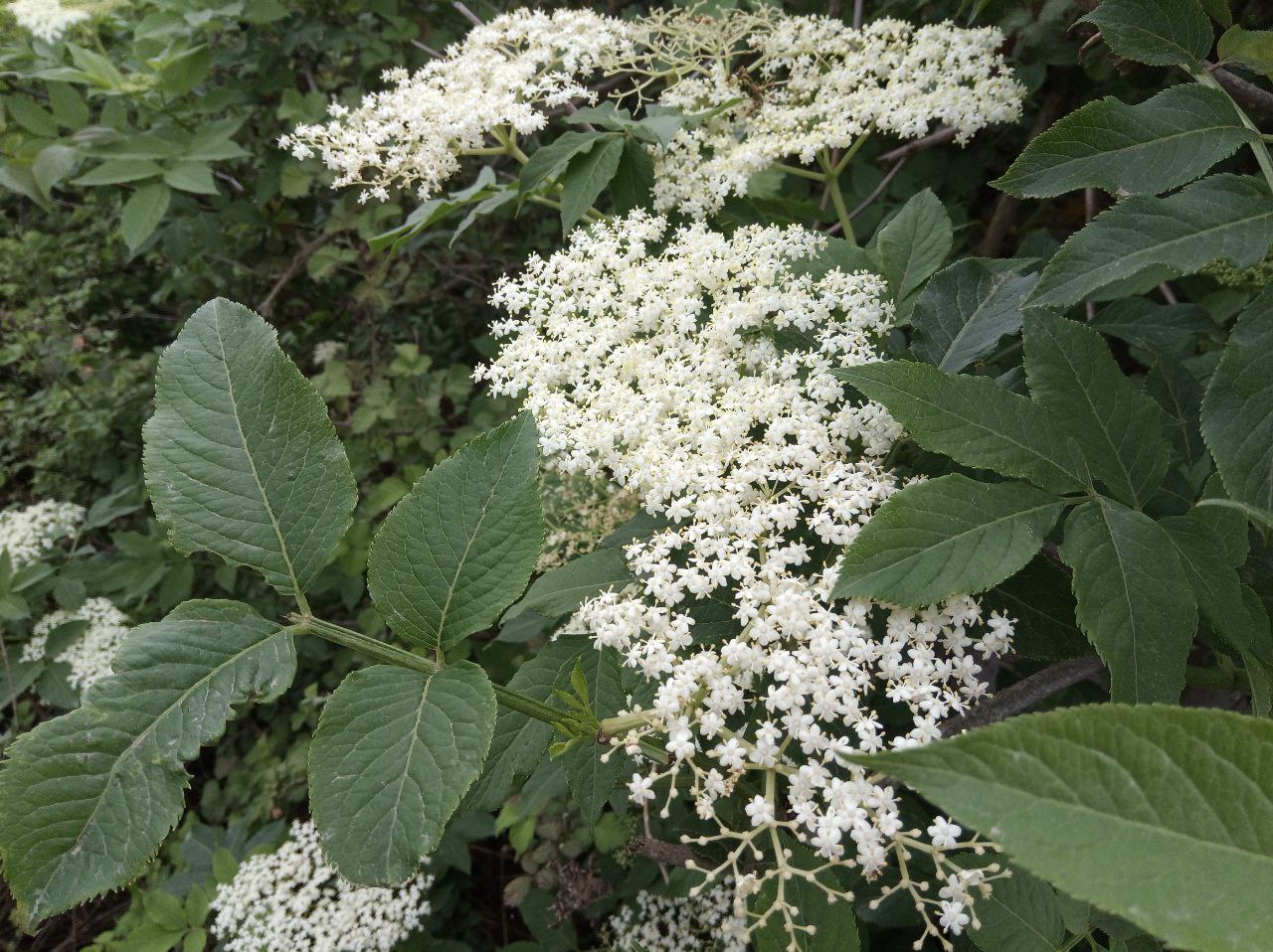 Sambucus