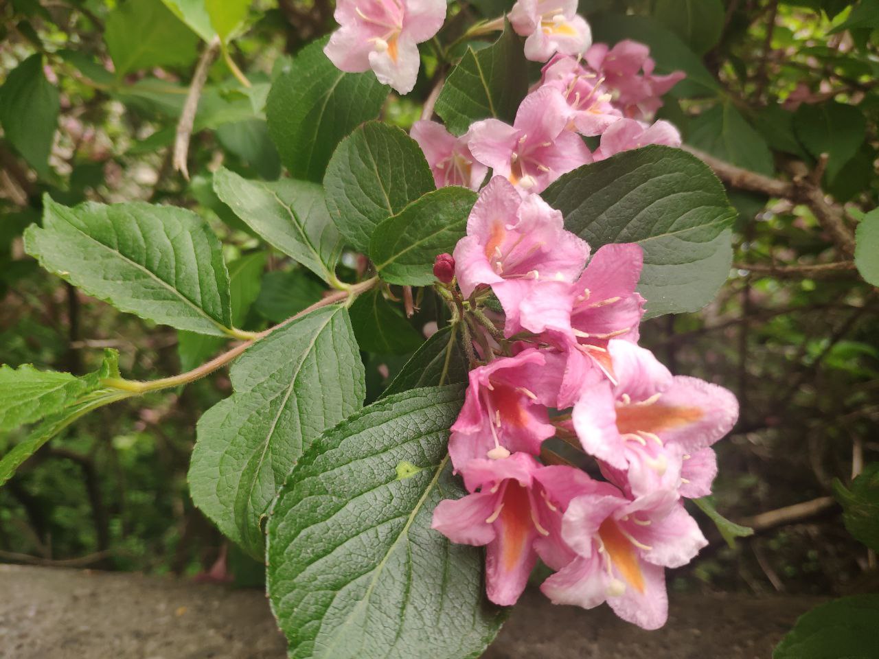 Weigela
