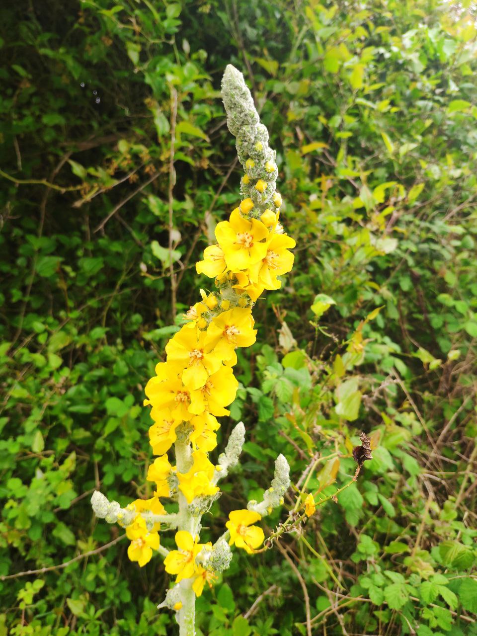 Mullein