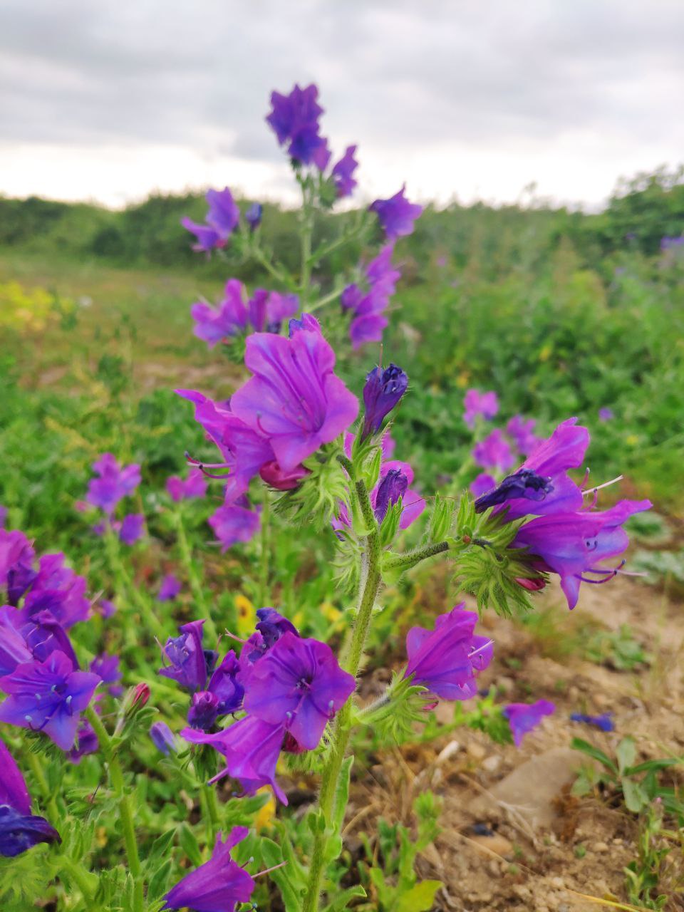 Echium plantagineum