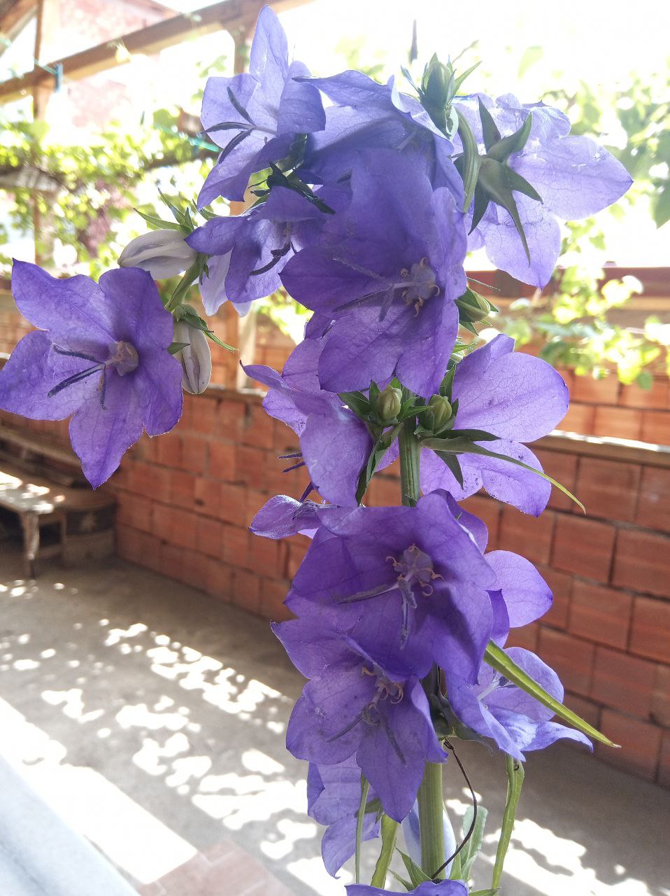 Campanula