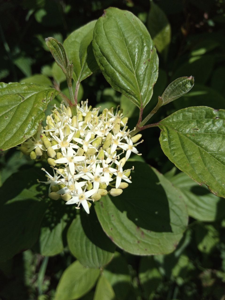 Cornus
