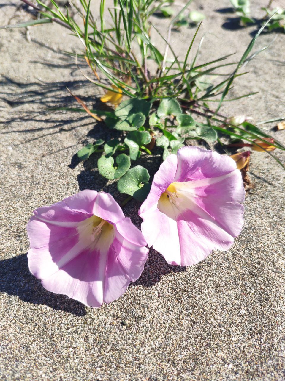 Calystegia soldanella