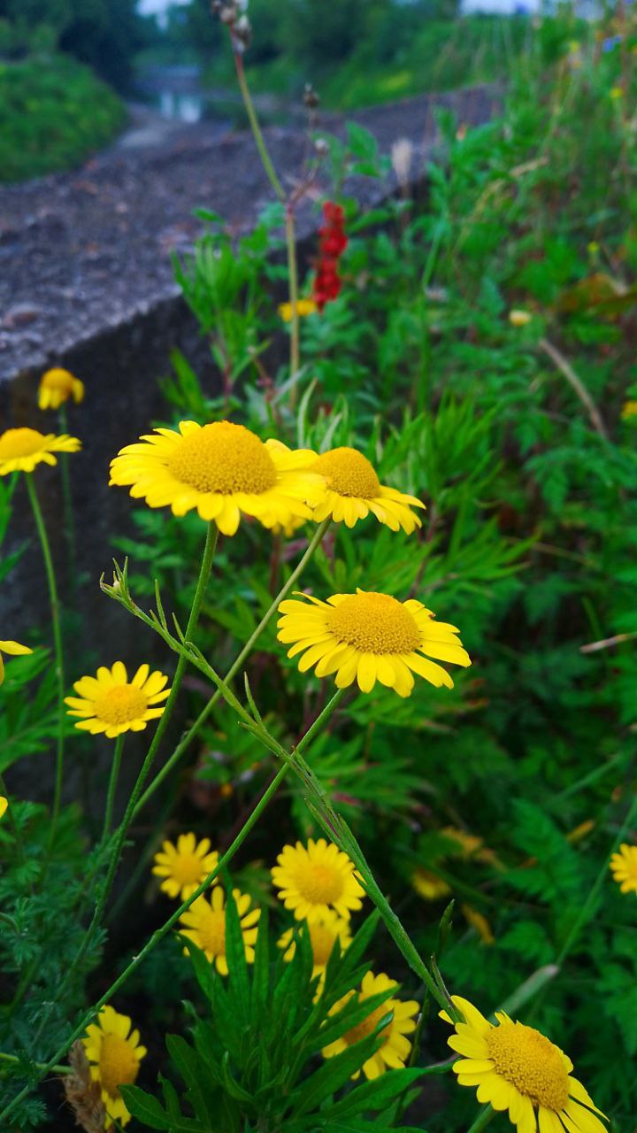Cota tinctoria