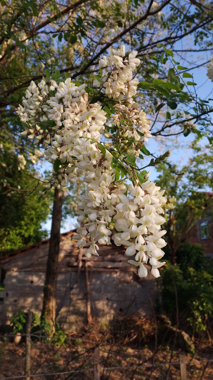 Robinia pseudoacacia