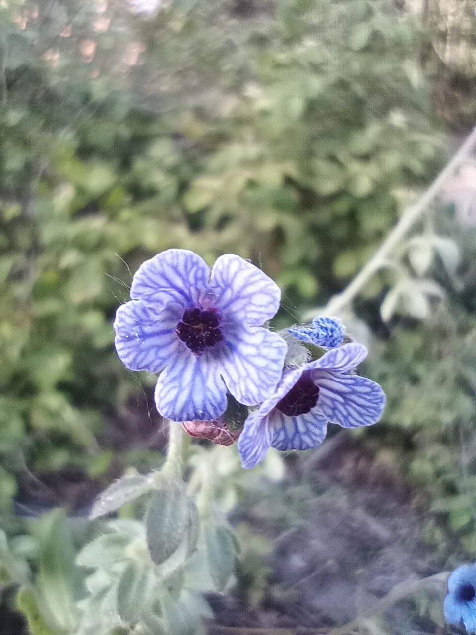 Cynoglossum