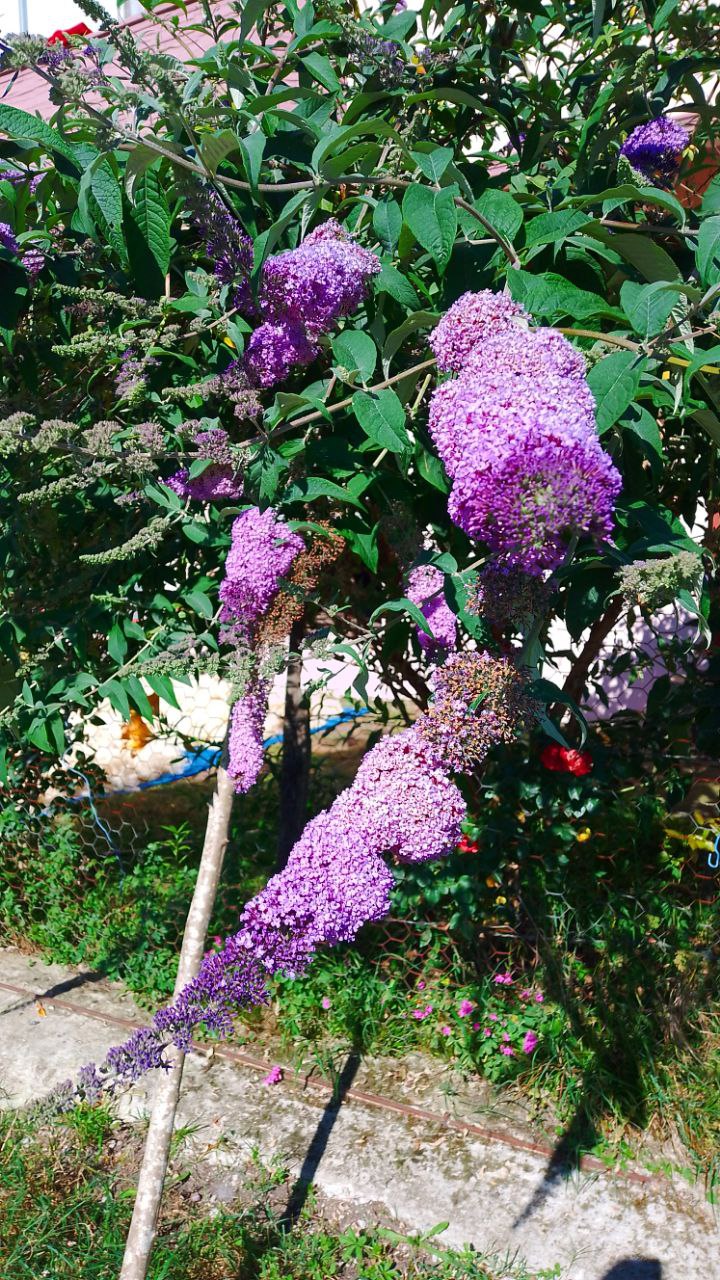 Buddléja